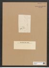 Diatomeae indet. Zeichnungen Sammlung Grunow Nr. 6580 (NHMW-BOT-W0375325)
